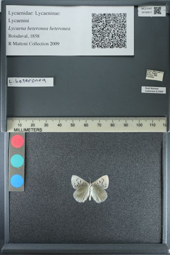 Media type: image;   Entomology 183617